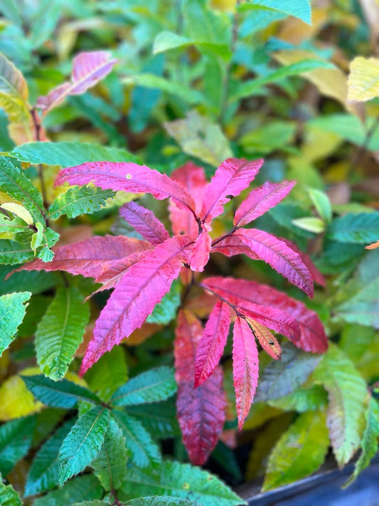 Growing Plants Beyond Their Zone