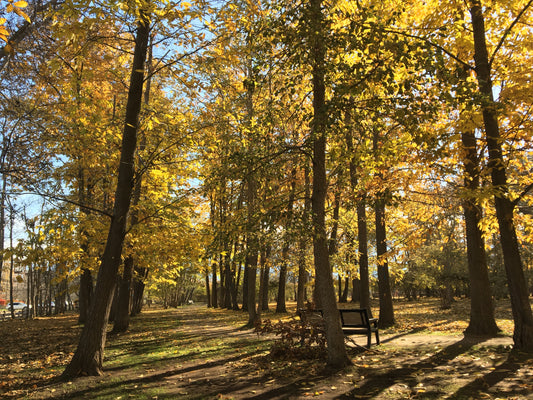 Chestnut Wood lot