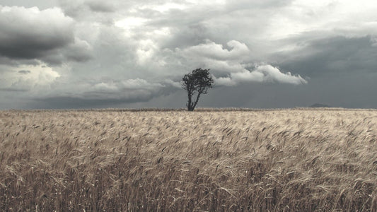 Connecting Perennial Tree Crops to a Bioregional Food System