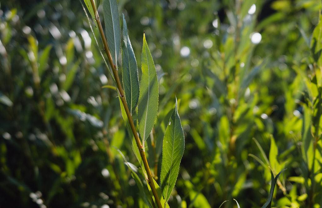 Ecosystem and Wildlife Support Plants