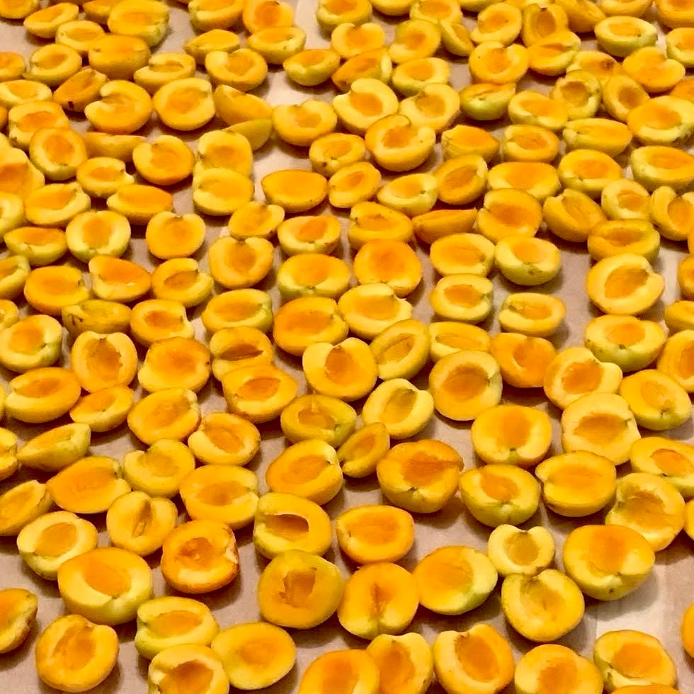 Mountain Apricot(Prunus armeniaca)