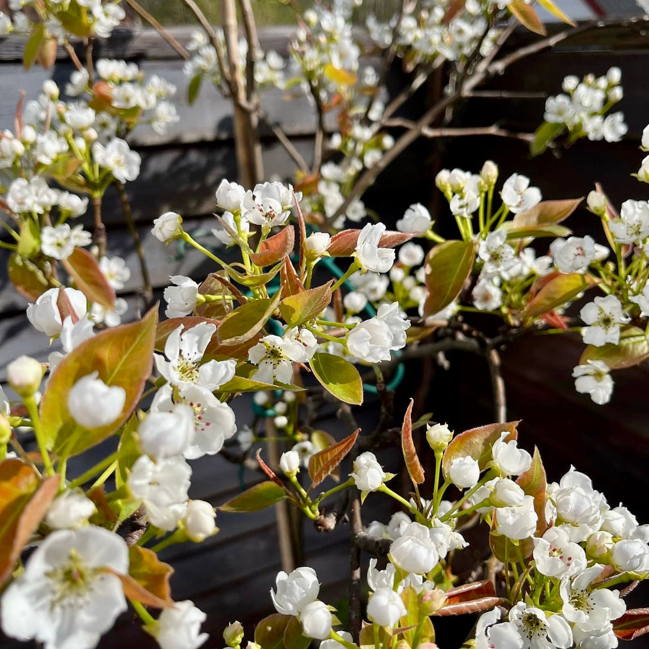 Asian Pear (Pyrus pyrifolia)