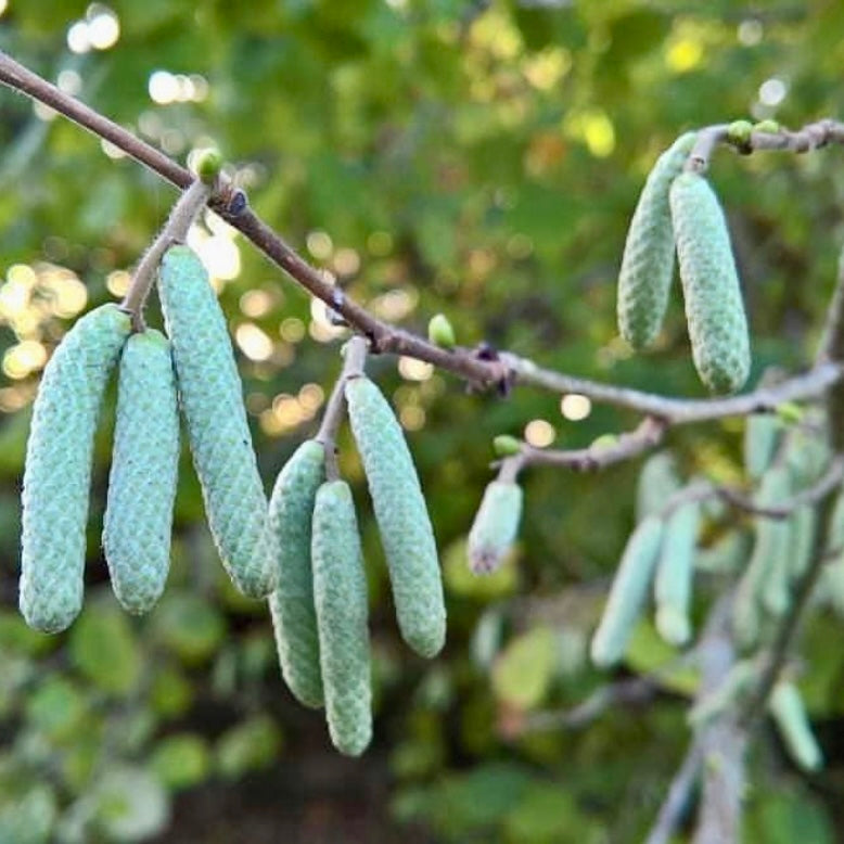 Black Alder (Alnus glutinosa)