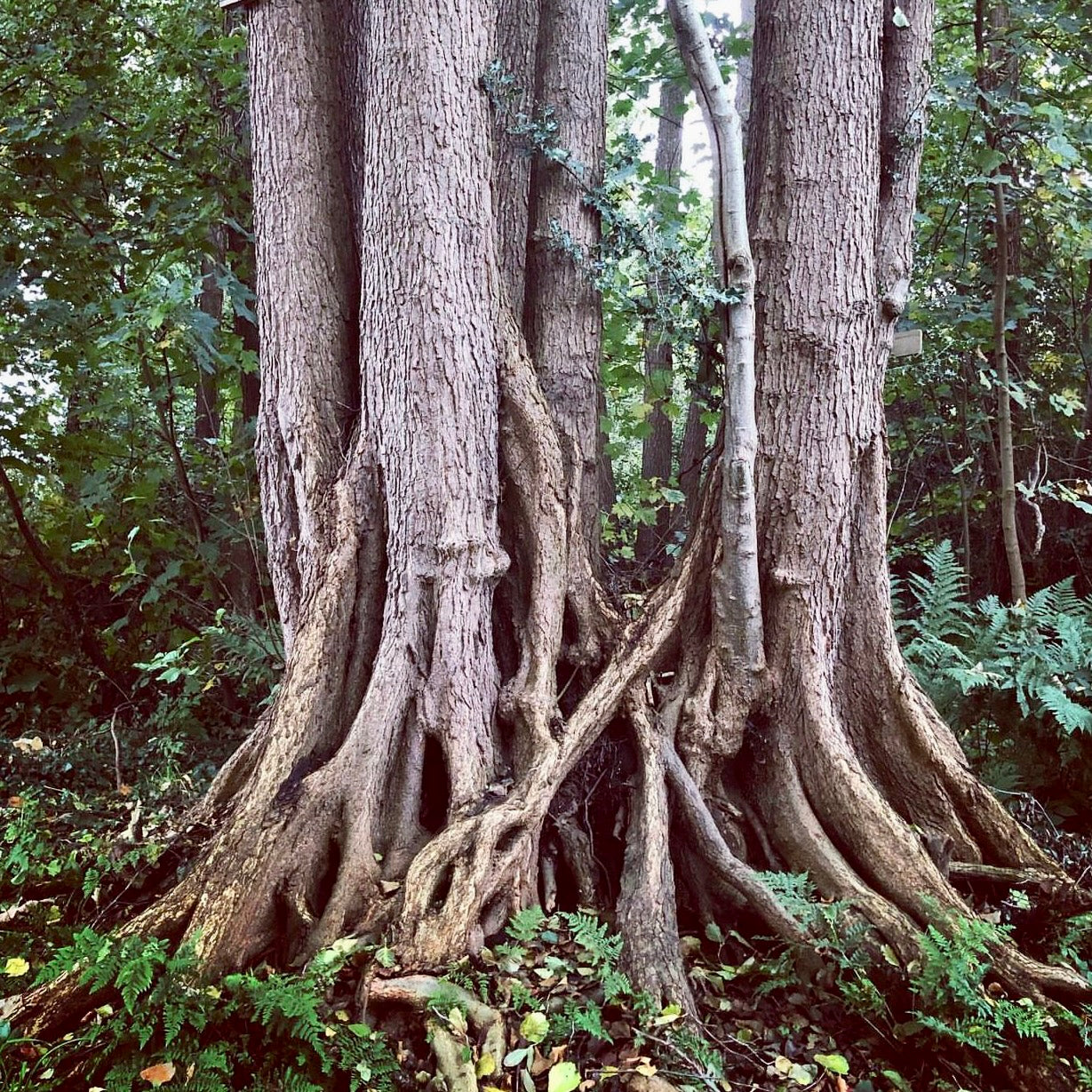 Black Alder (Alnus glutinosa)