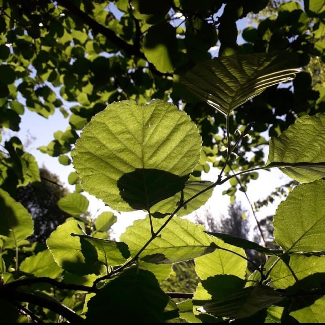 Black Alder (Alnus glutinosa)