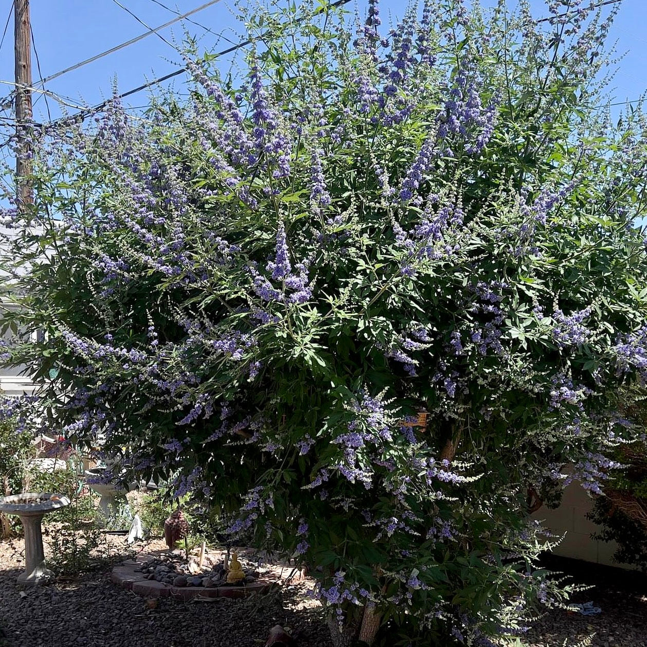 Chaste Tree (Vitex agnus-castus)