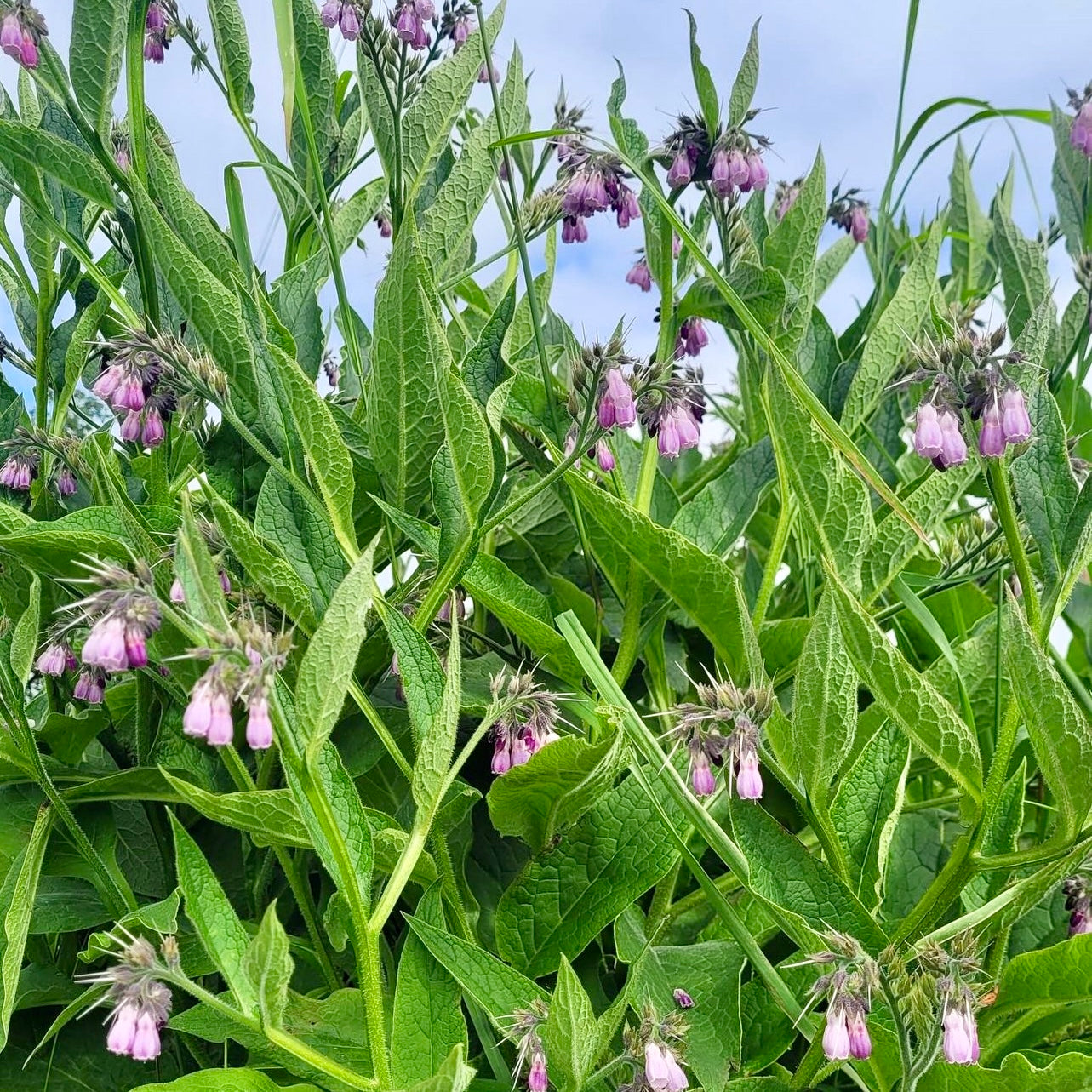 Comfrey (Symphytum officinale)