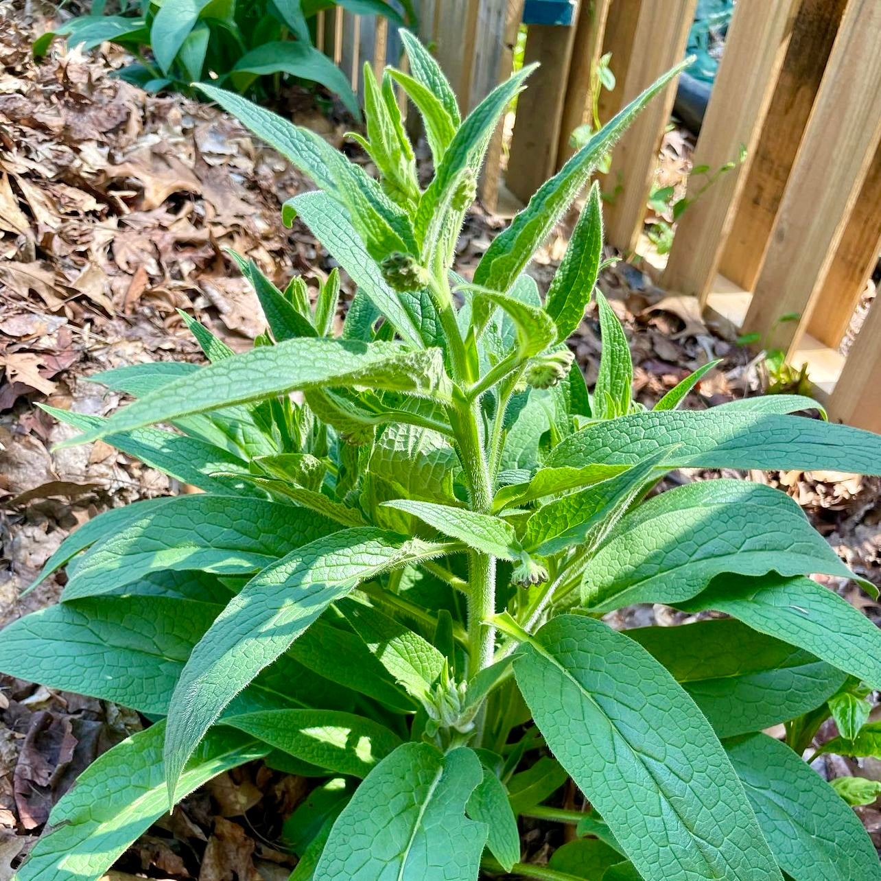 Comfrey (Symphytum officinale)