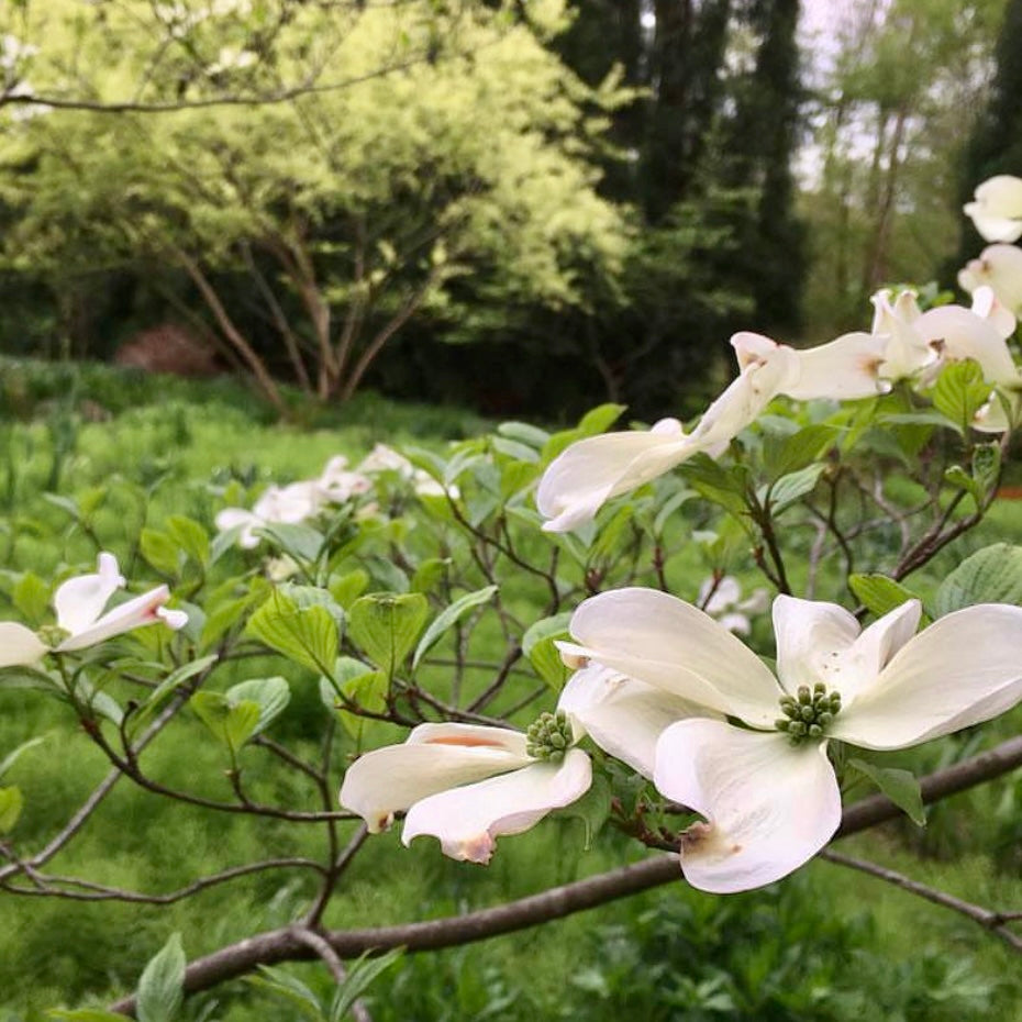 Flowering Dogwood (Cornus florida)