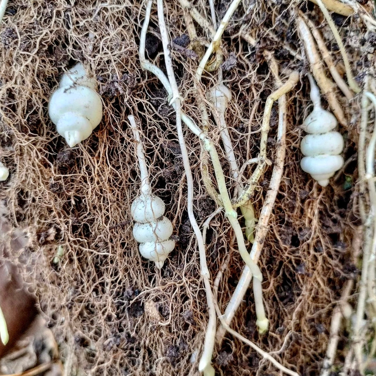 Chinese Artichoke/Crosne (Stachys affinis)