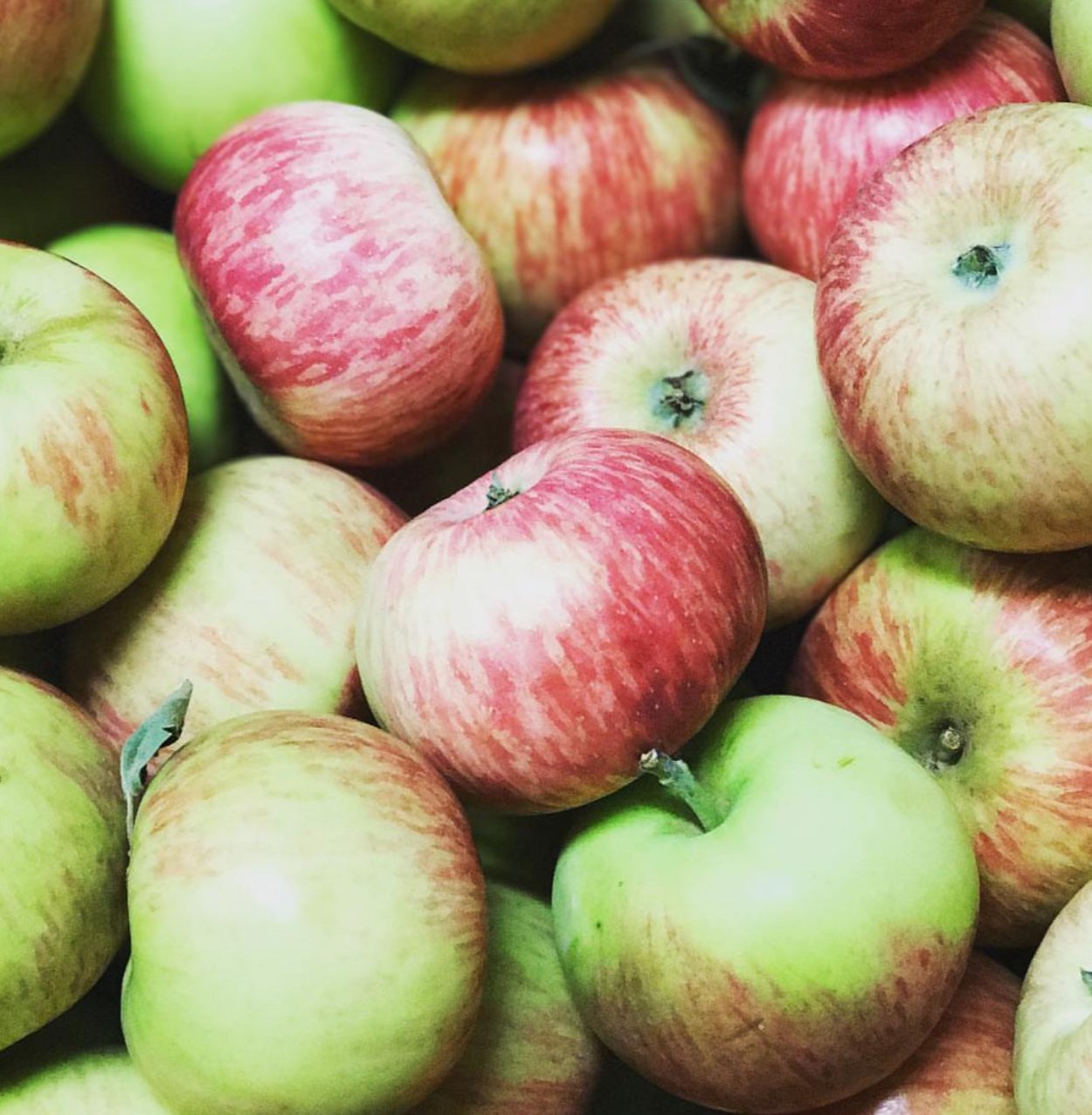 Pomme Duchesse (greffée)