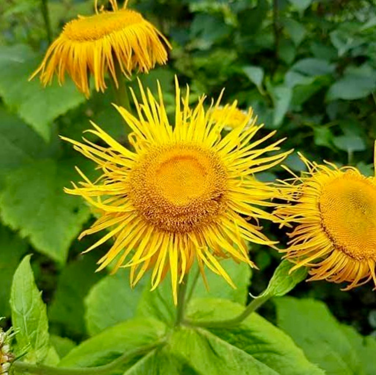 Aunée (Inula helenium)