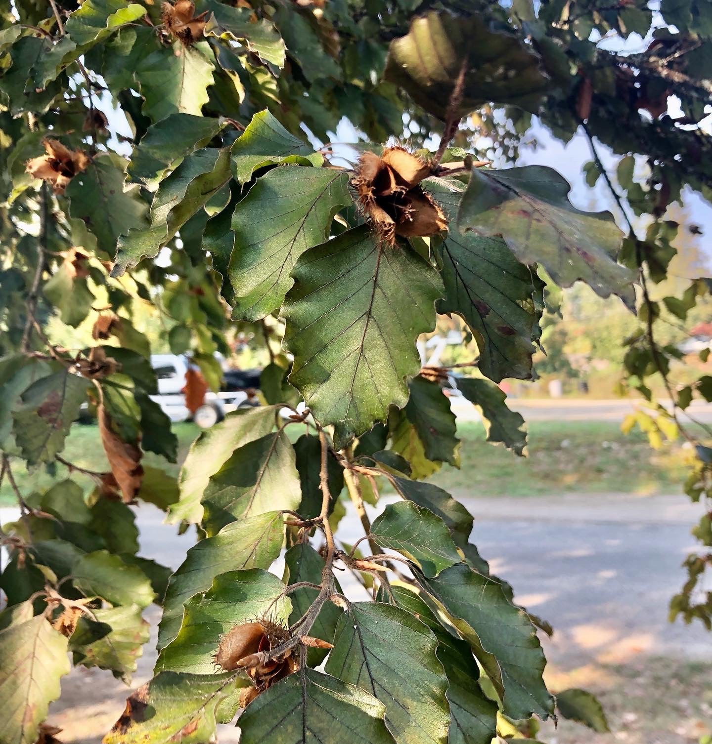 European Beech (Fagus sylvatica)