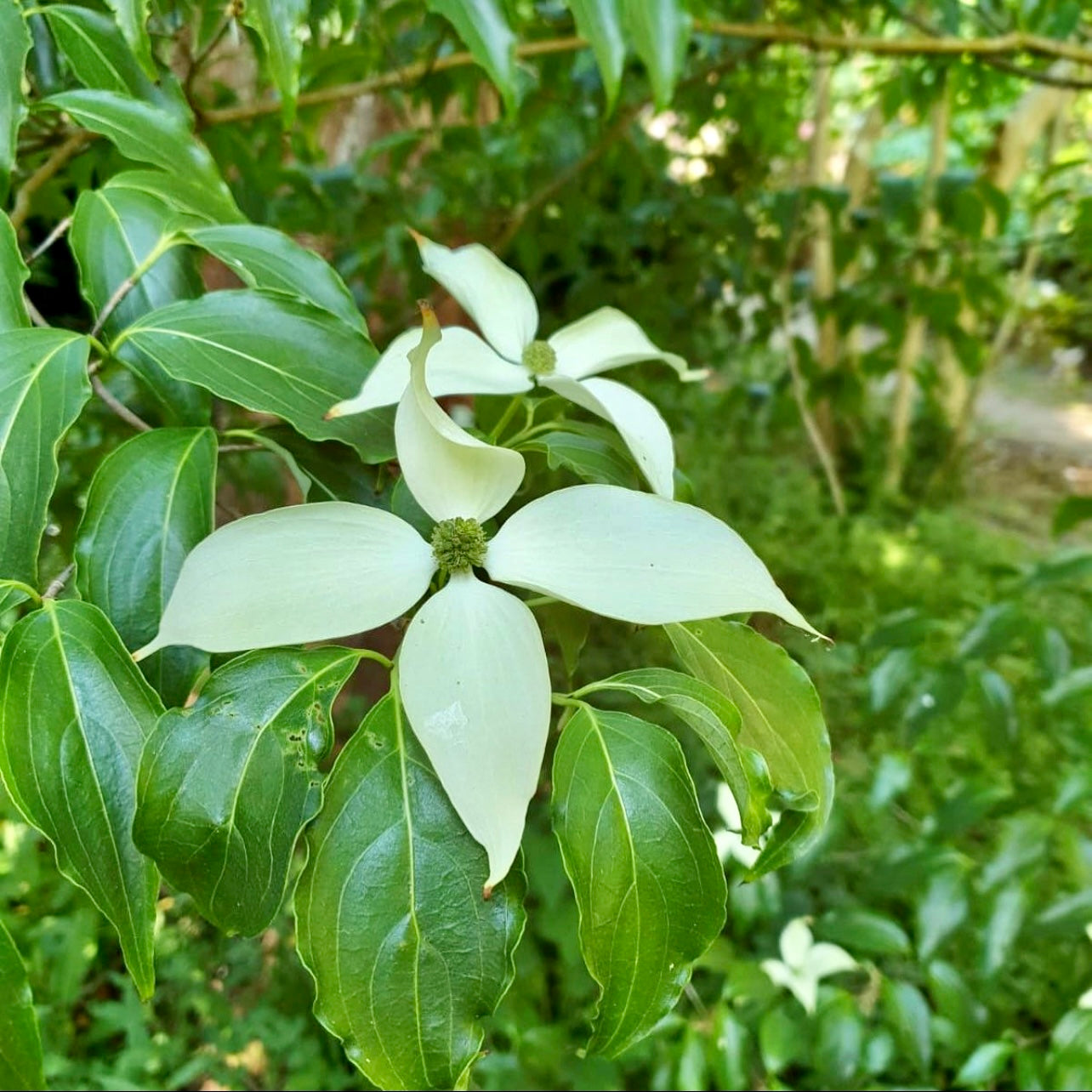 Flowering Dogwood (Cornus florida)
