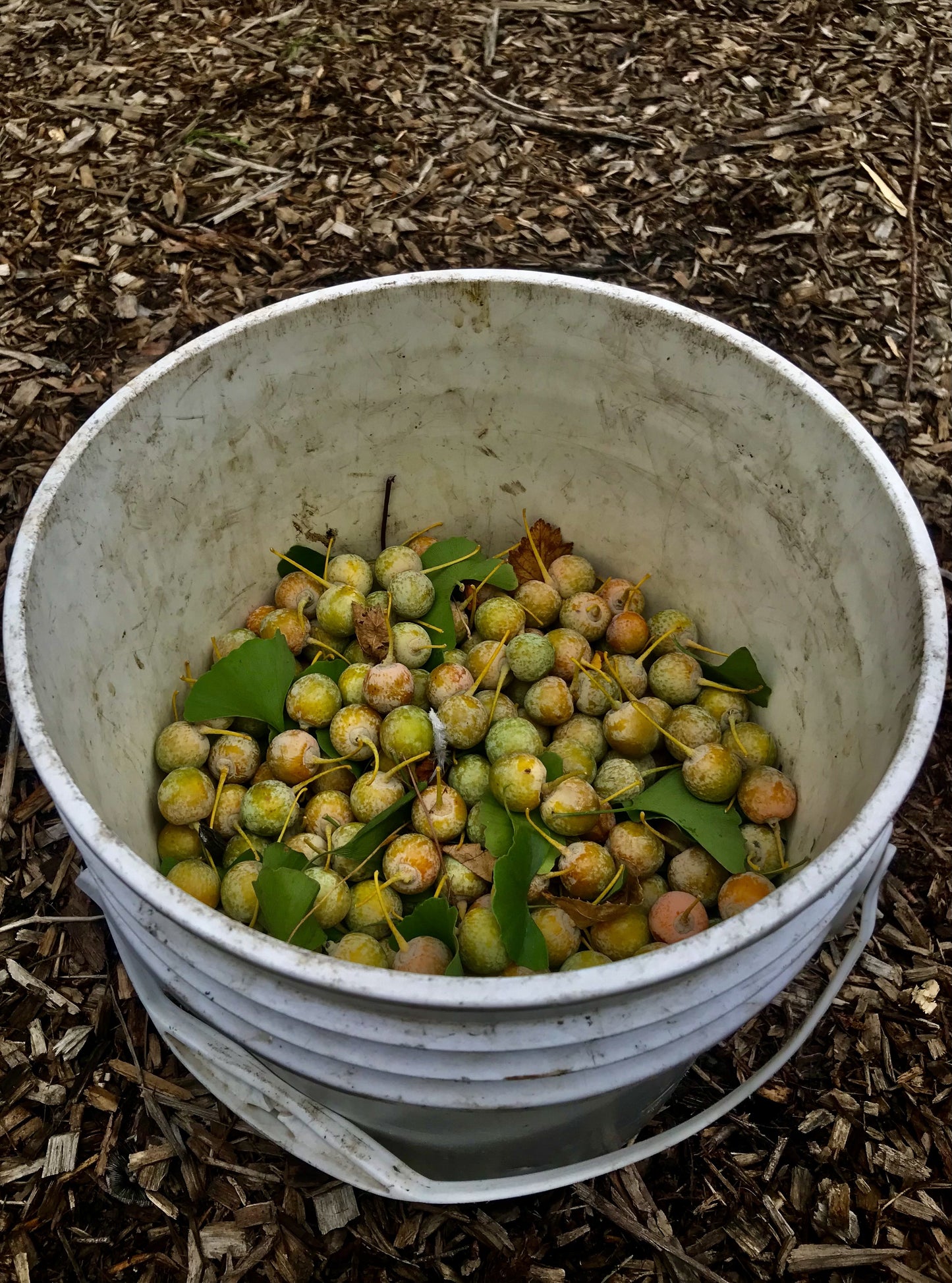 Ginkgo (Ginkgo biloba)