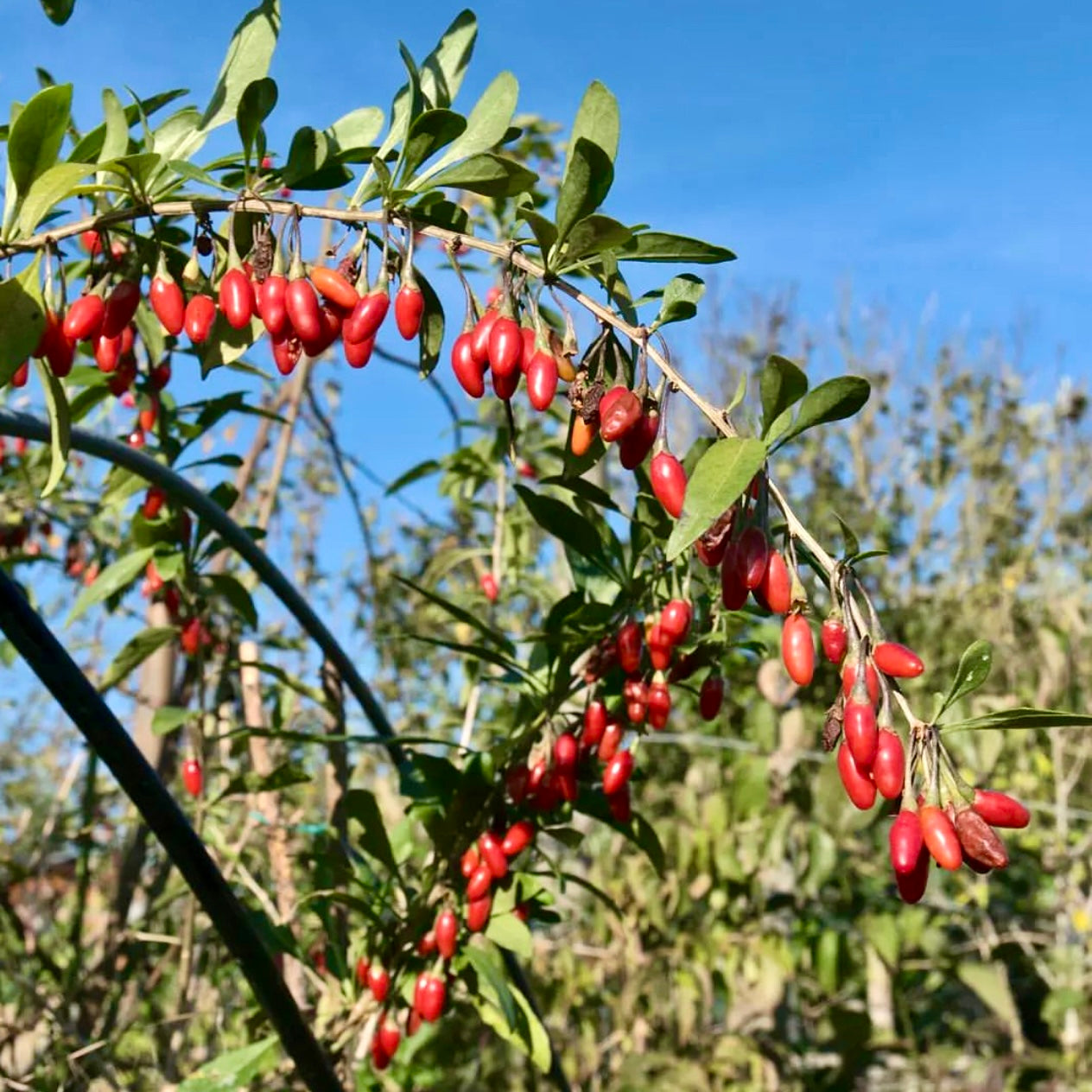 Goji (Lycium barbarum)