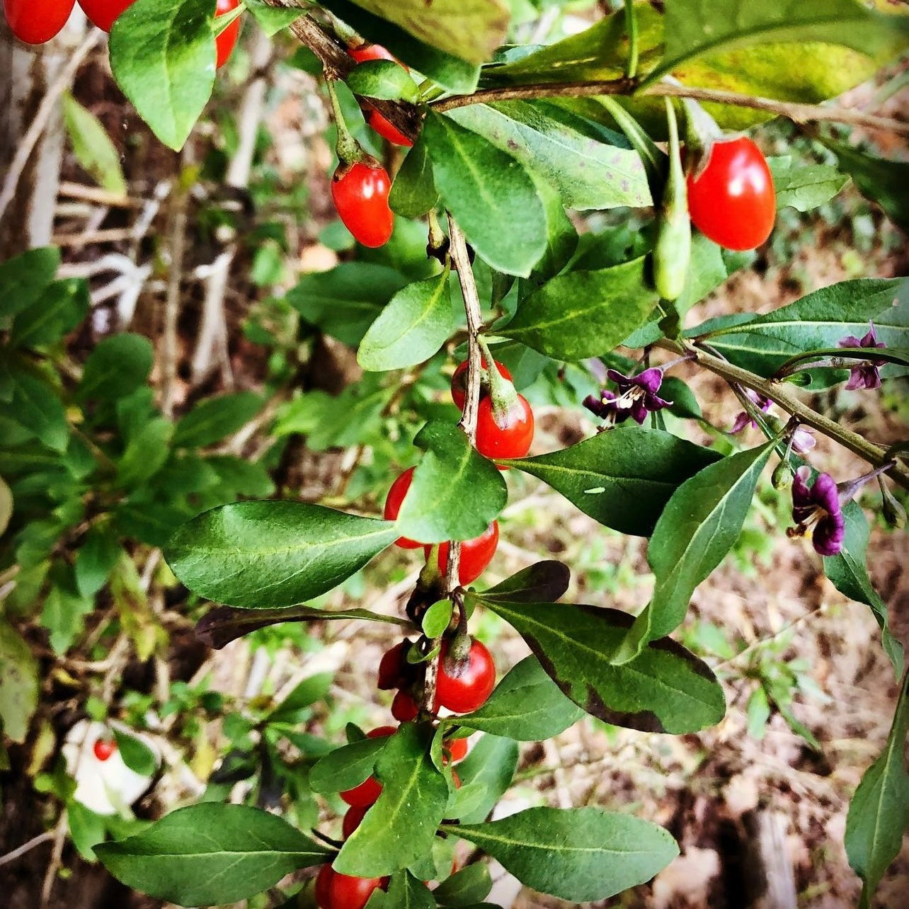 Goji (Lycium barbarum)
