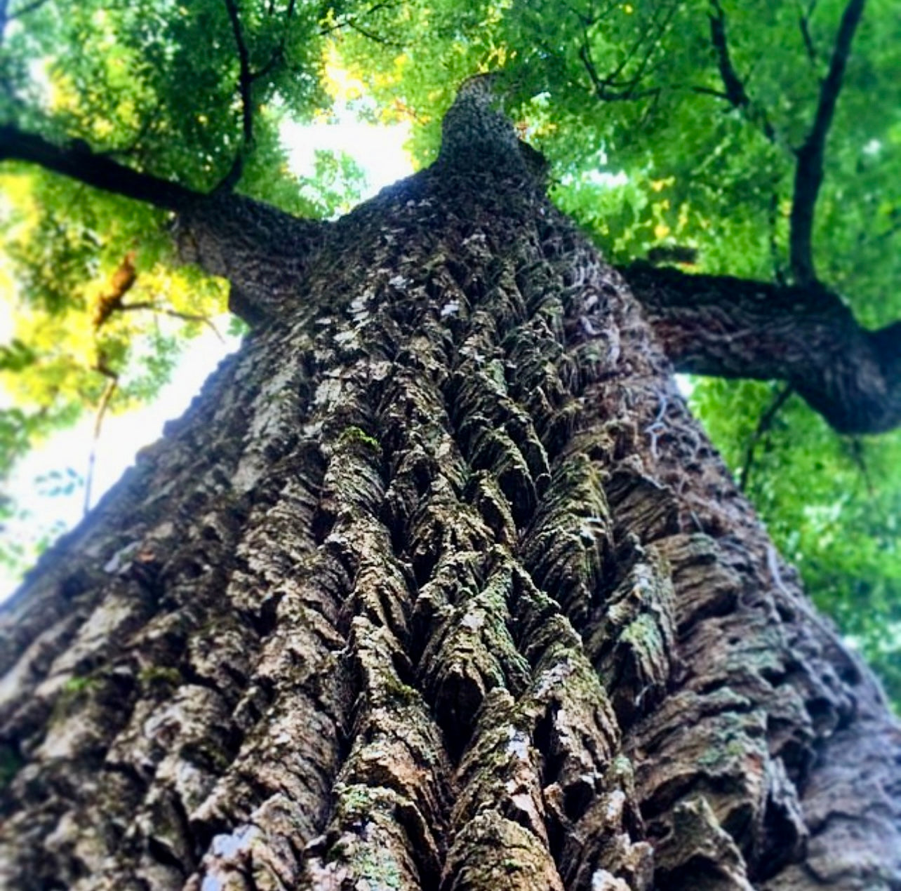Green Ash (Fraxinus pennsylvanica)