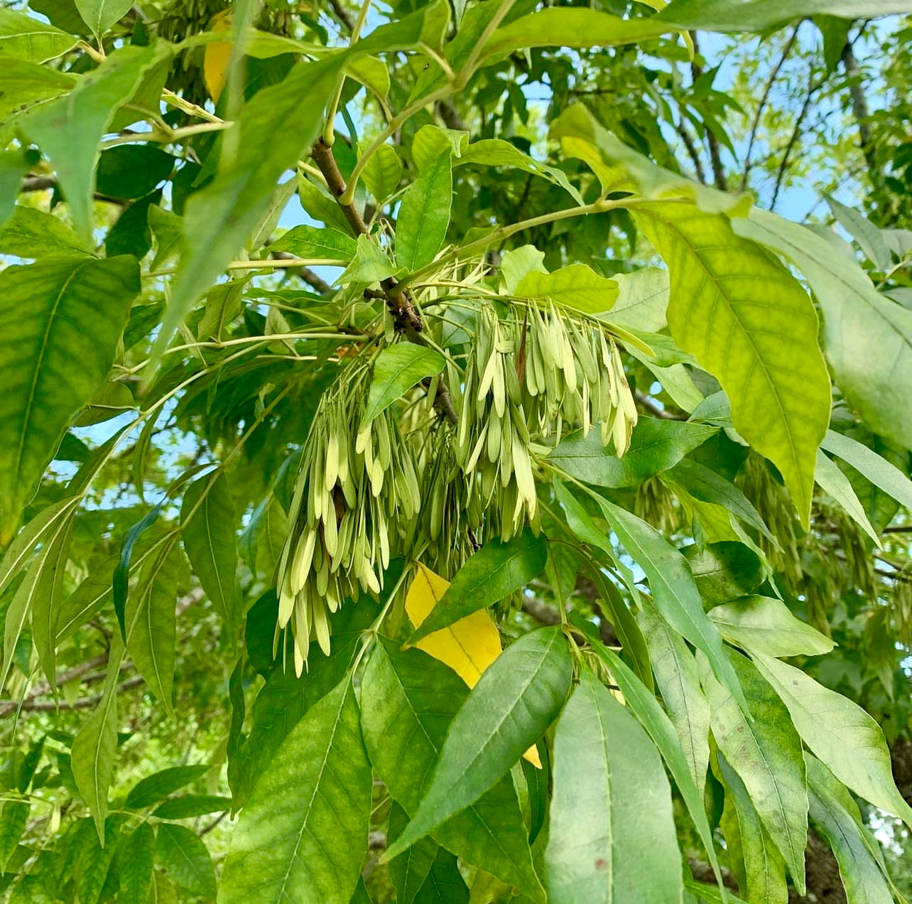 Green Ash (Fraxinus pennsylvanica)