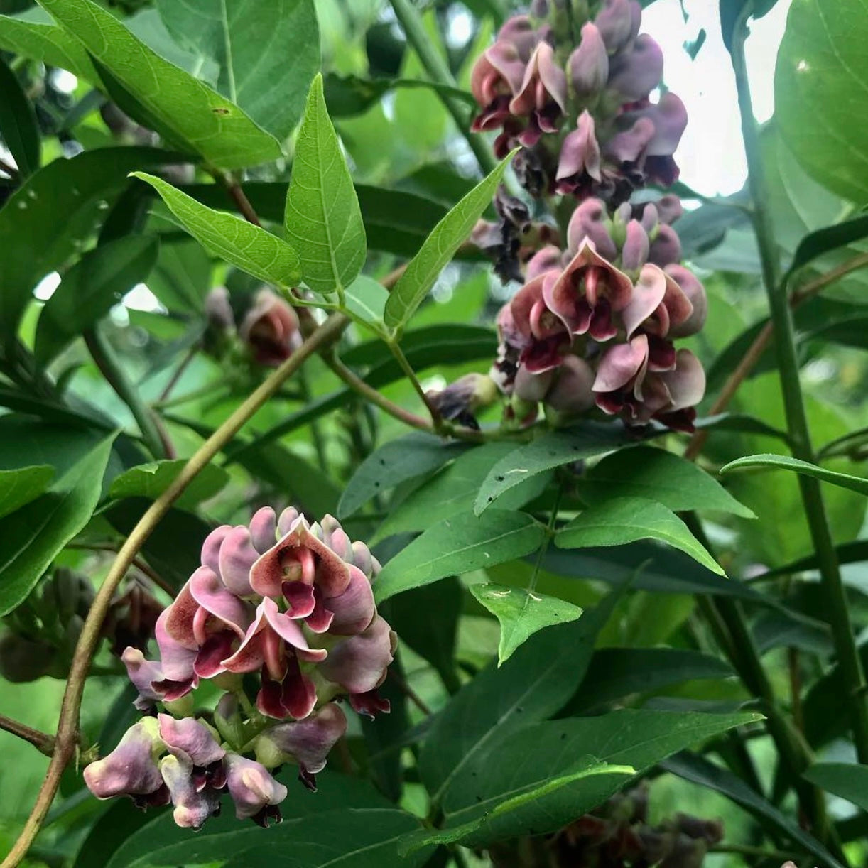 Arachide (Apios americana)