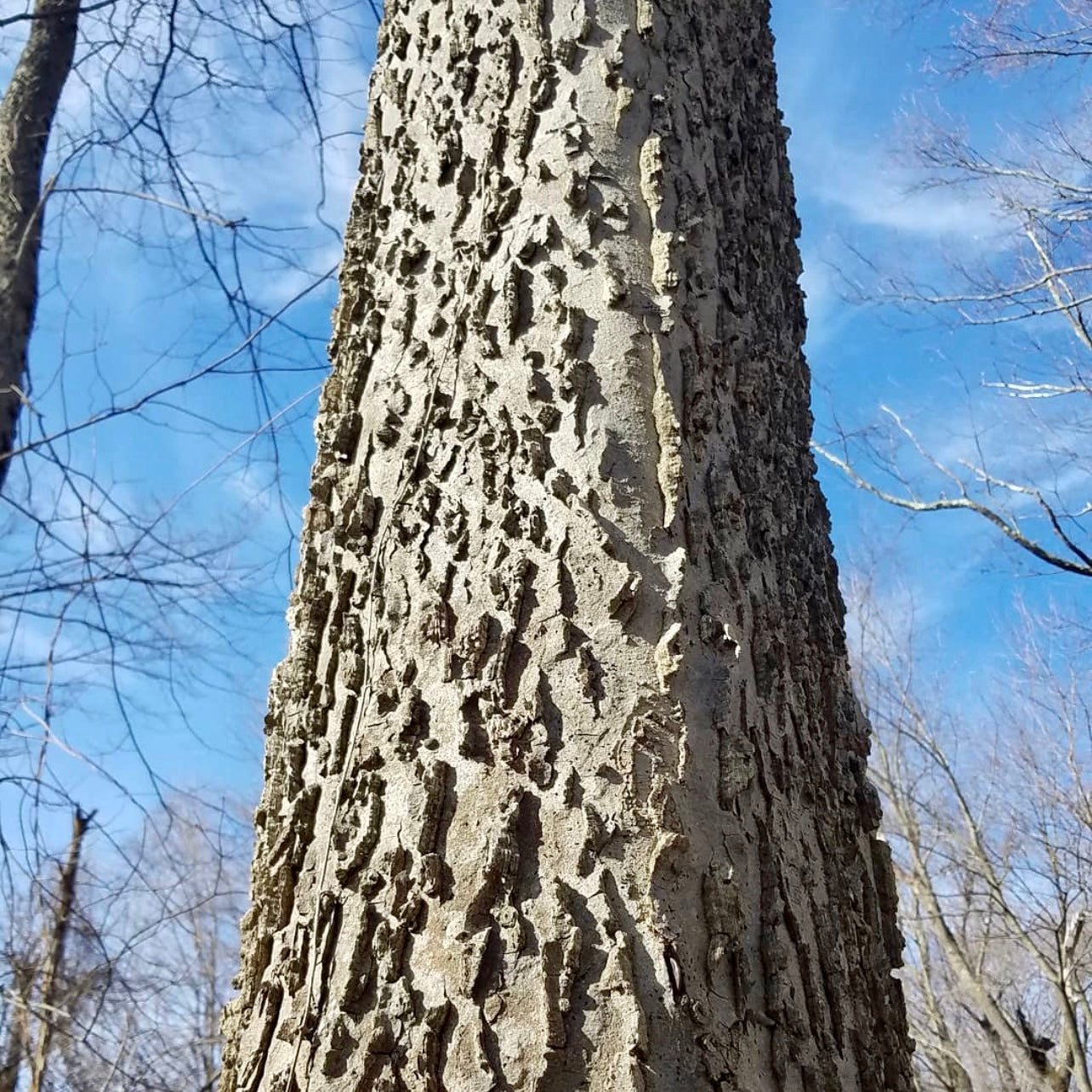 Sugar Berry Tree (Celtis occidentalis)
