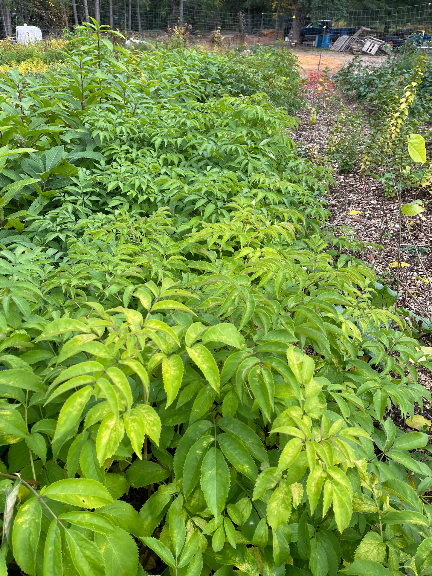 Sureau (Sambucus spp.)