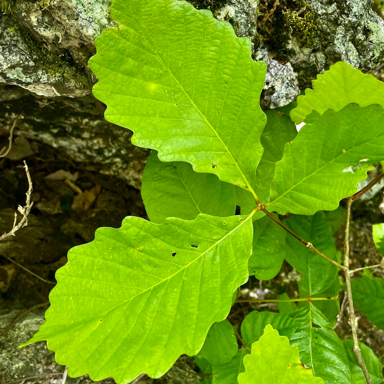 Chestnut Oak/Rock Oak (Quercus montana)