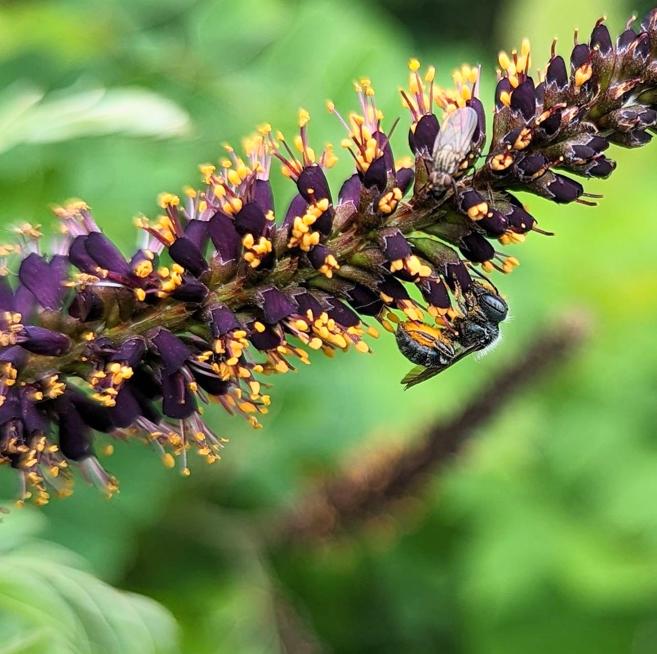 River Locust (Amorpha fruticosa)