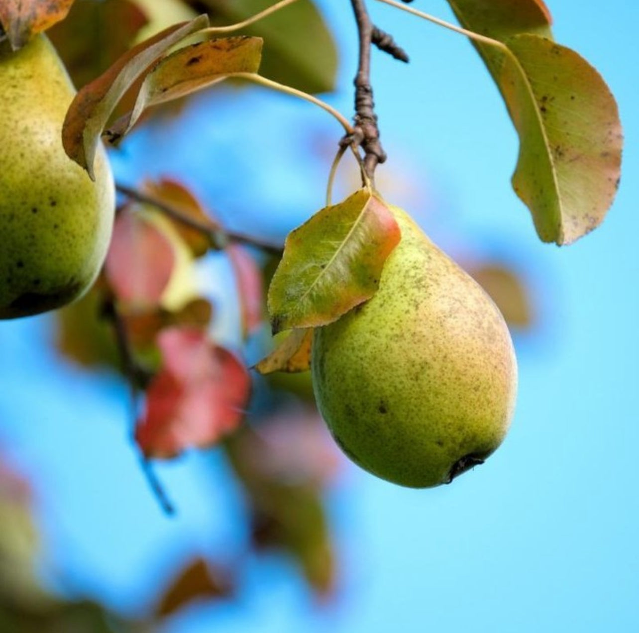 Ussurian Pear (Pyrus ussuriensis)