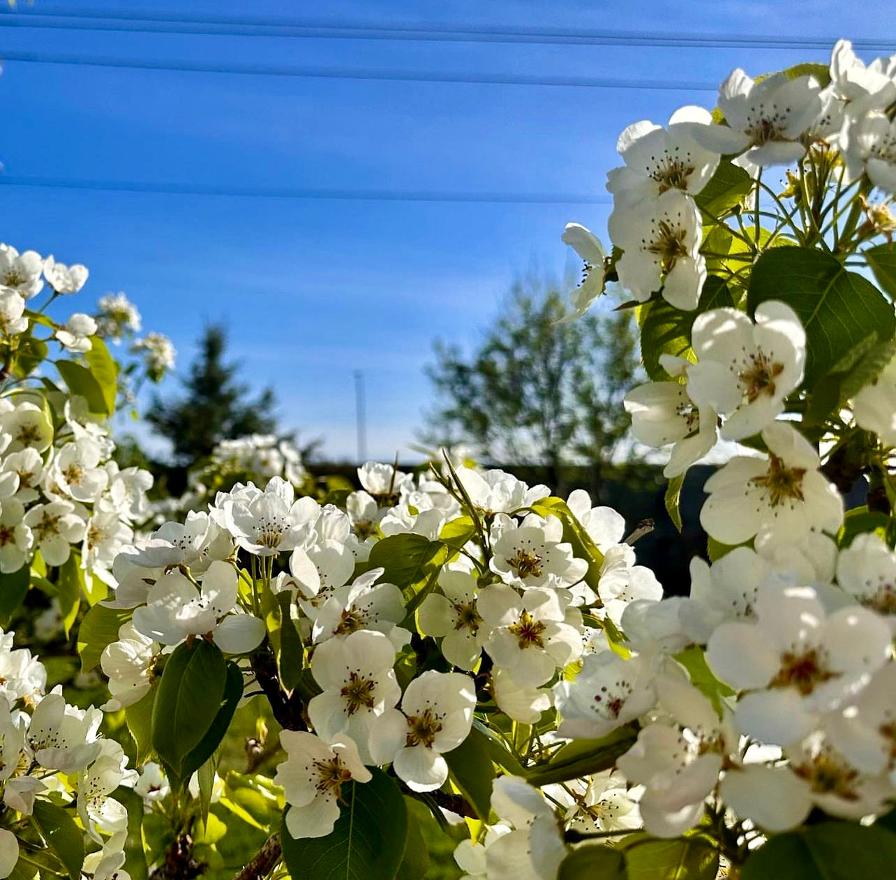 Ussurian Pear (Pyrus ussuriensis)
