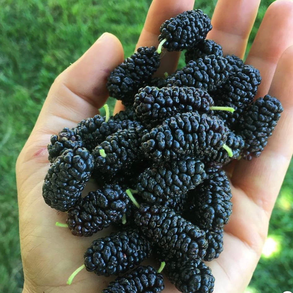 Illinois Everbearing Mulberry (Morus spp.)