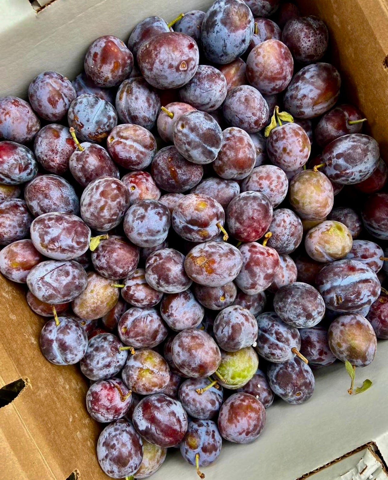 Prunier d'Italie (Prunus domestica)