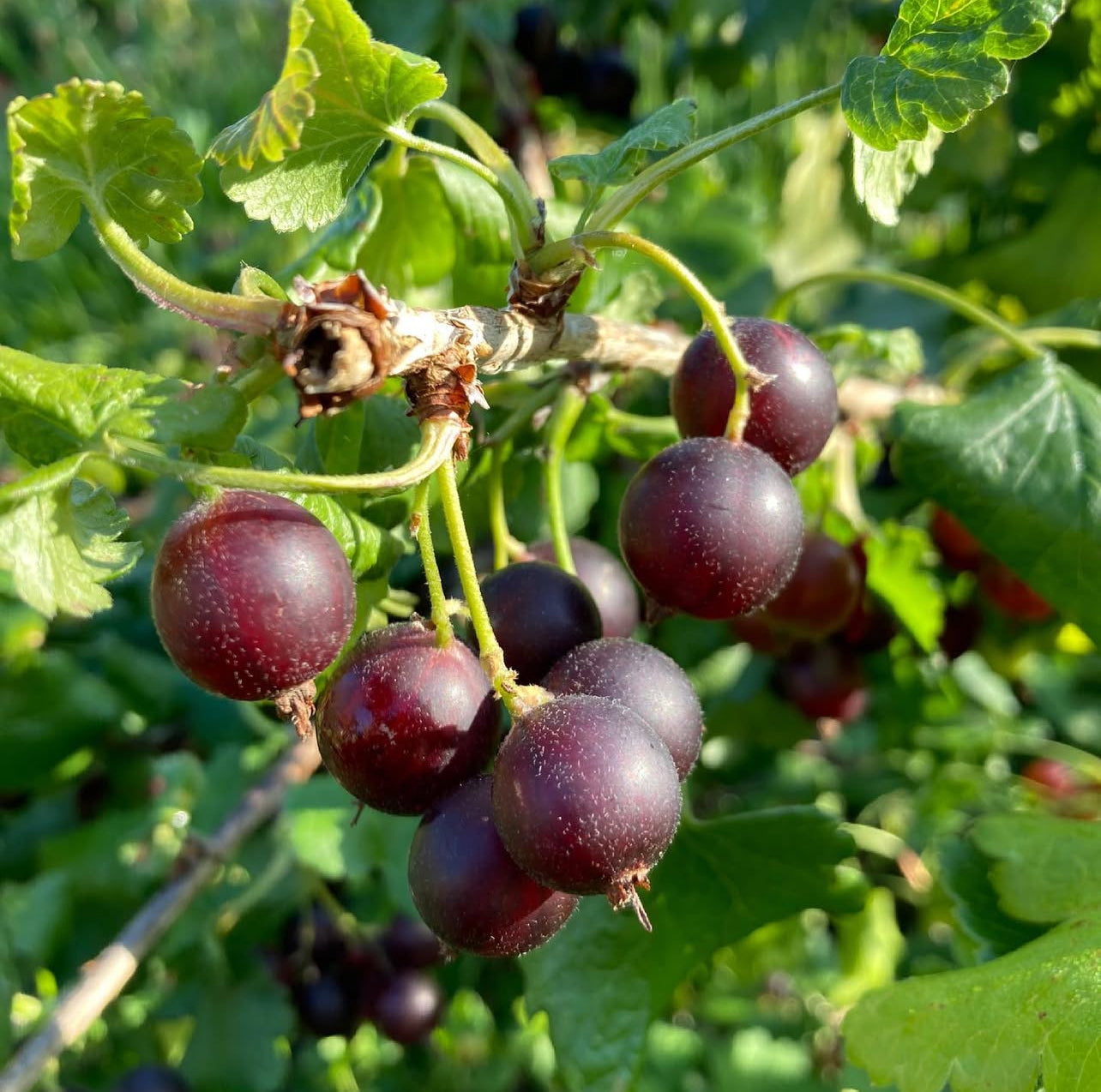 Baie de Josta (Ribes × nidigrolaria)