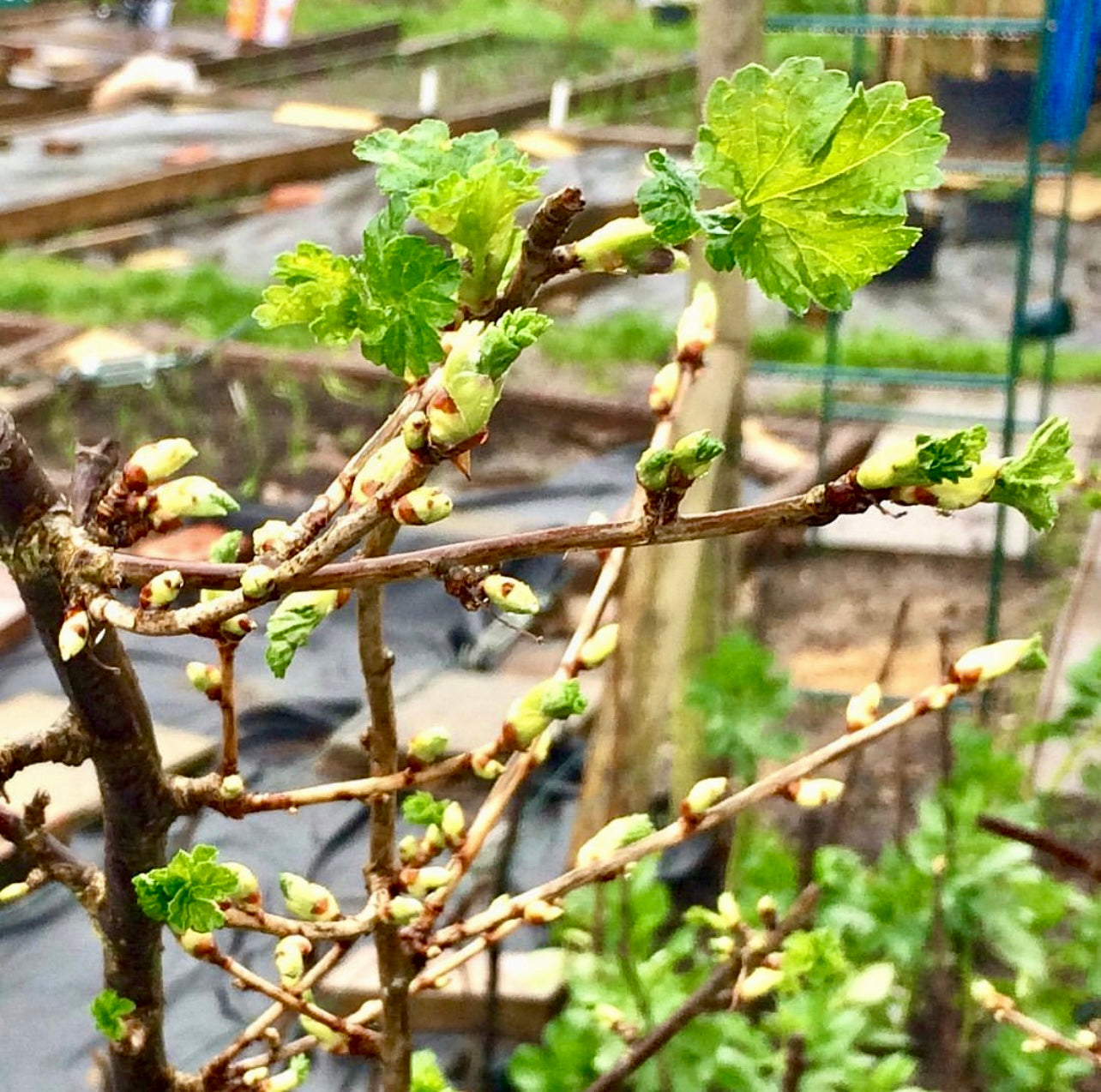 Baie de Josta (Ribes × nidigrolaria)