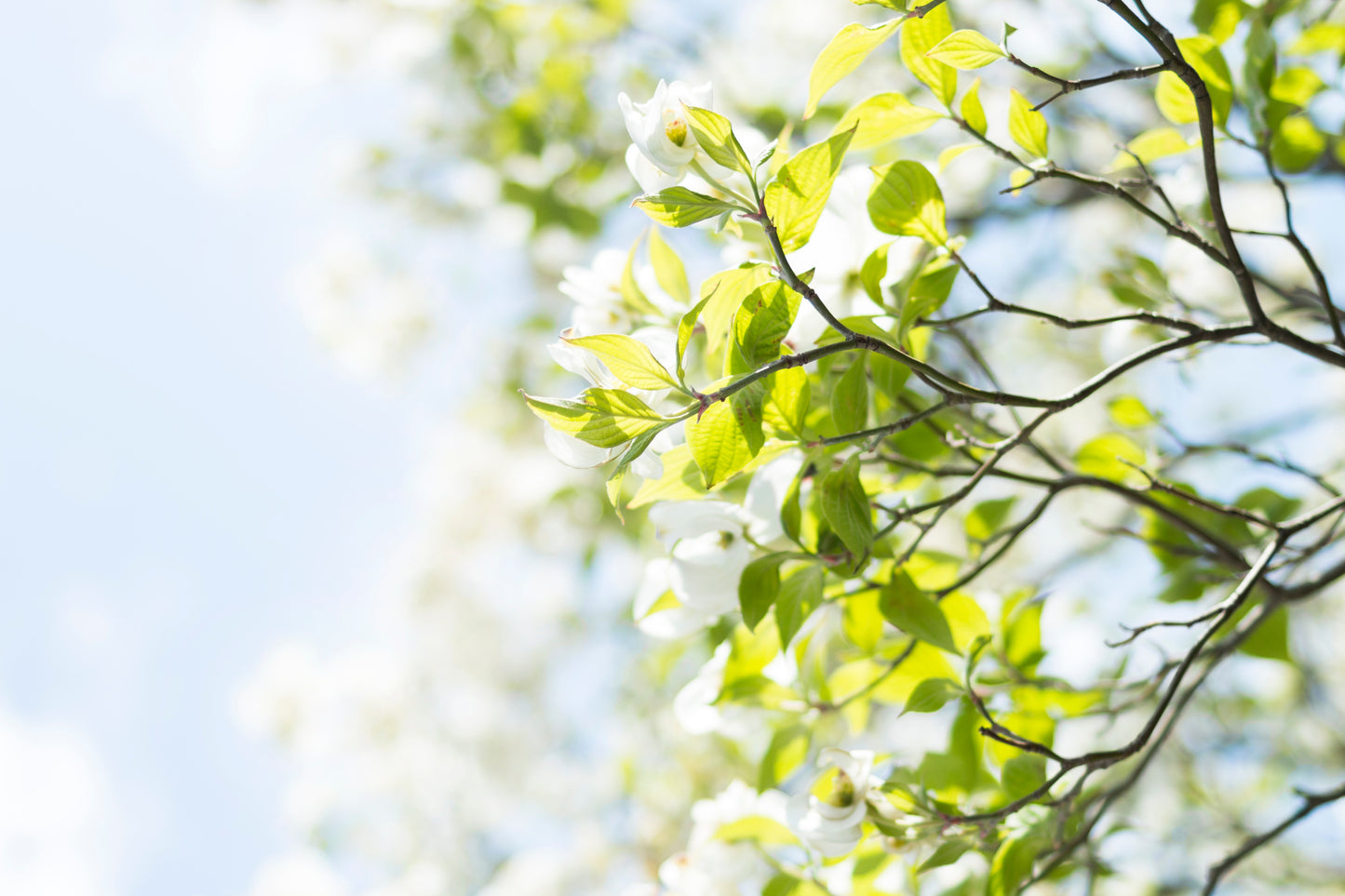 Kousa Dogwood (Cornus kousa)