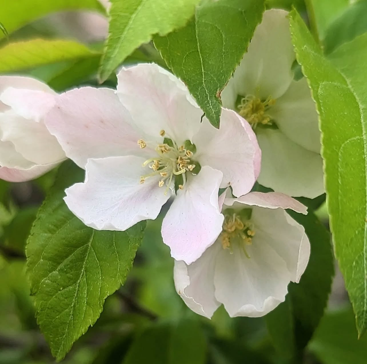Pommetier sauvage (Malus coronaria)