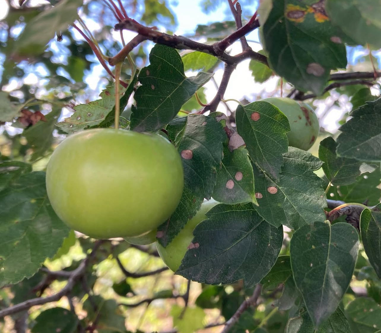Pommetier sauvage (Malus coronaria)