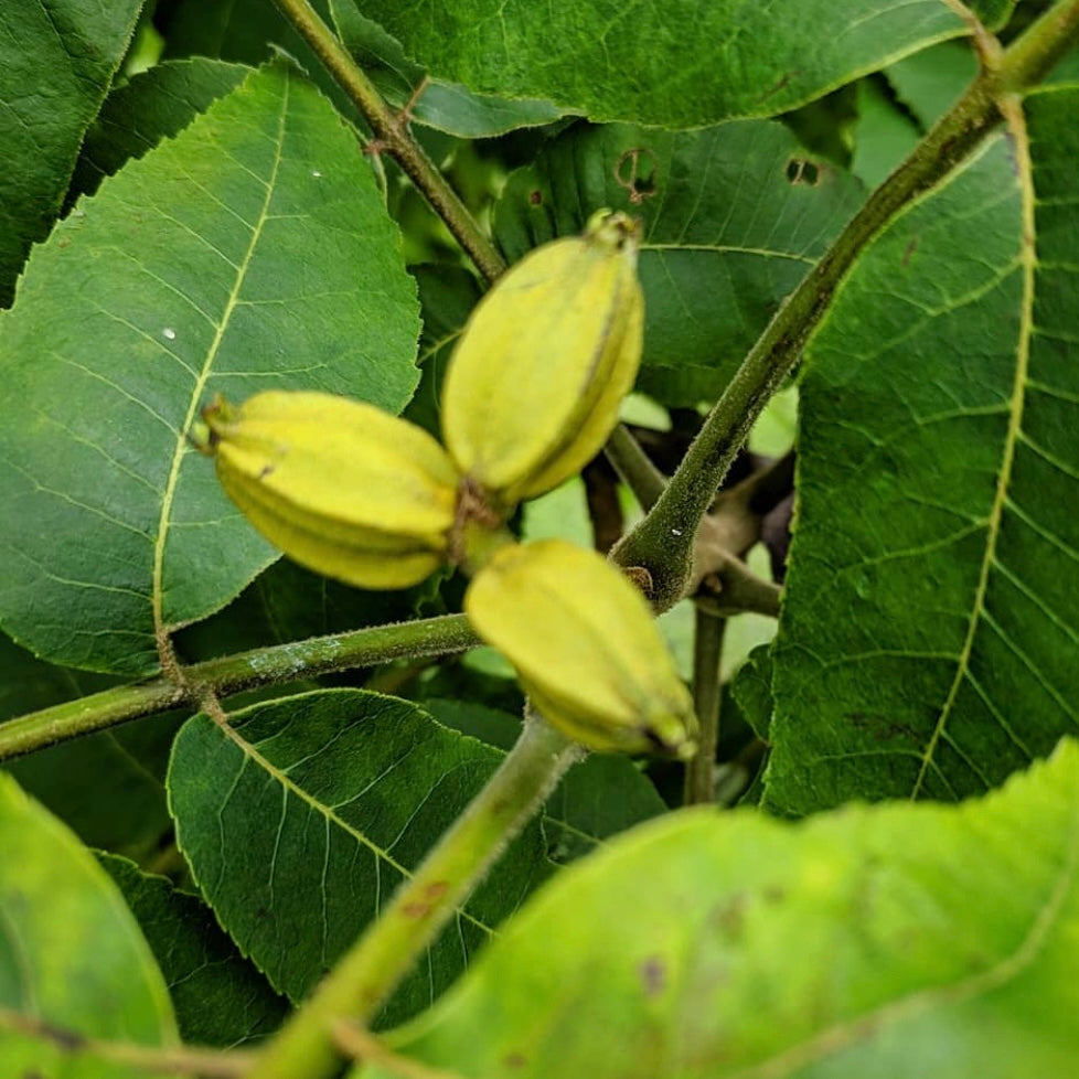Northern Pecan (Carya illionensis)