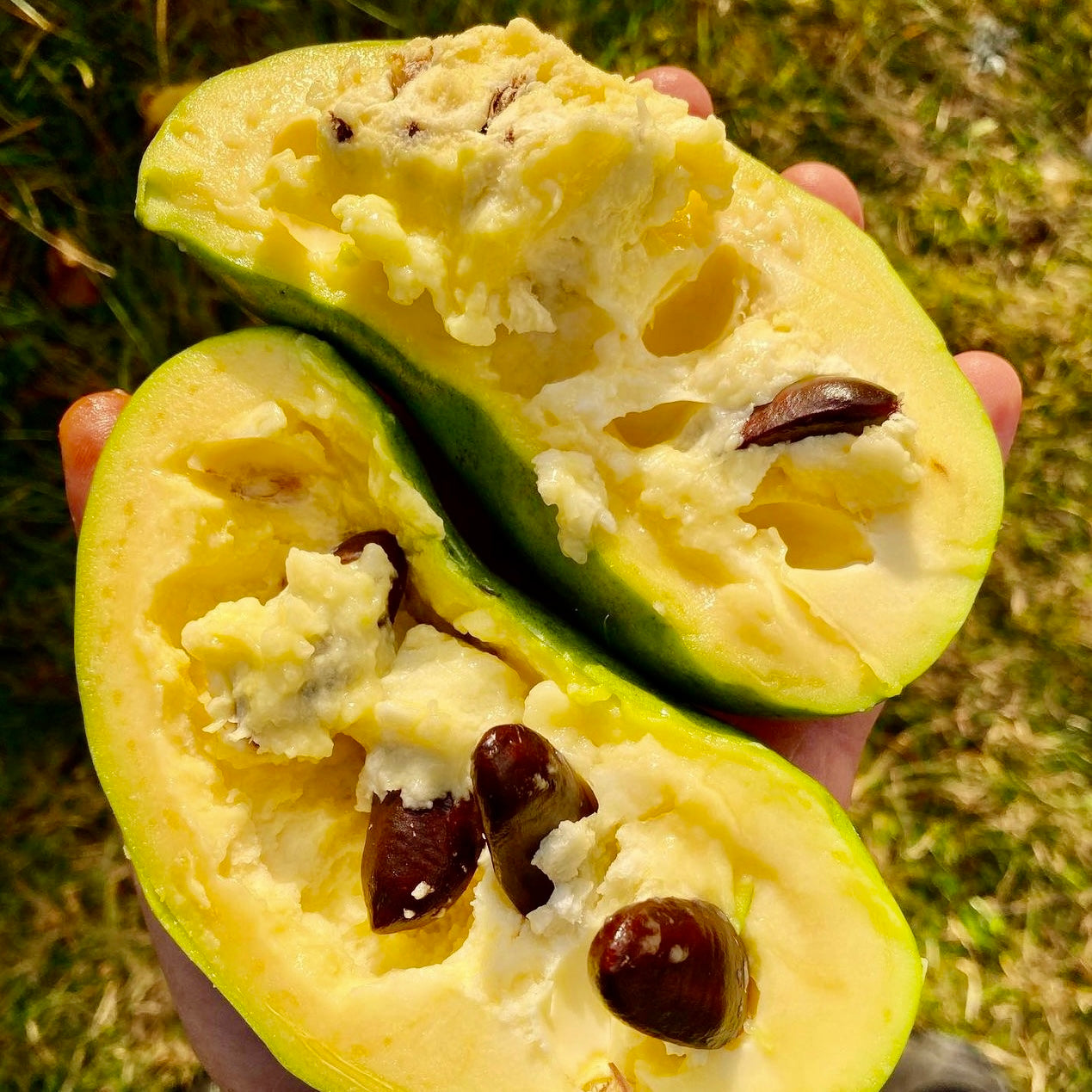 Paw Paw (Asimina triloba)
