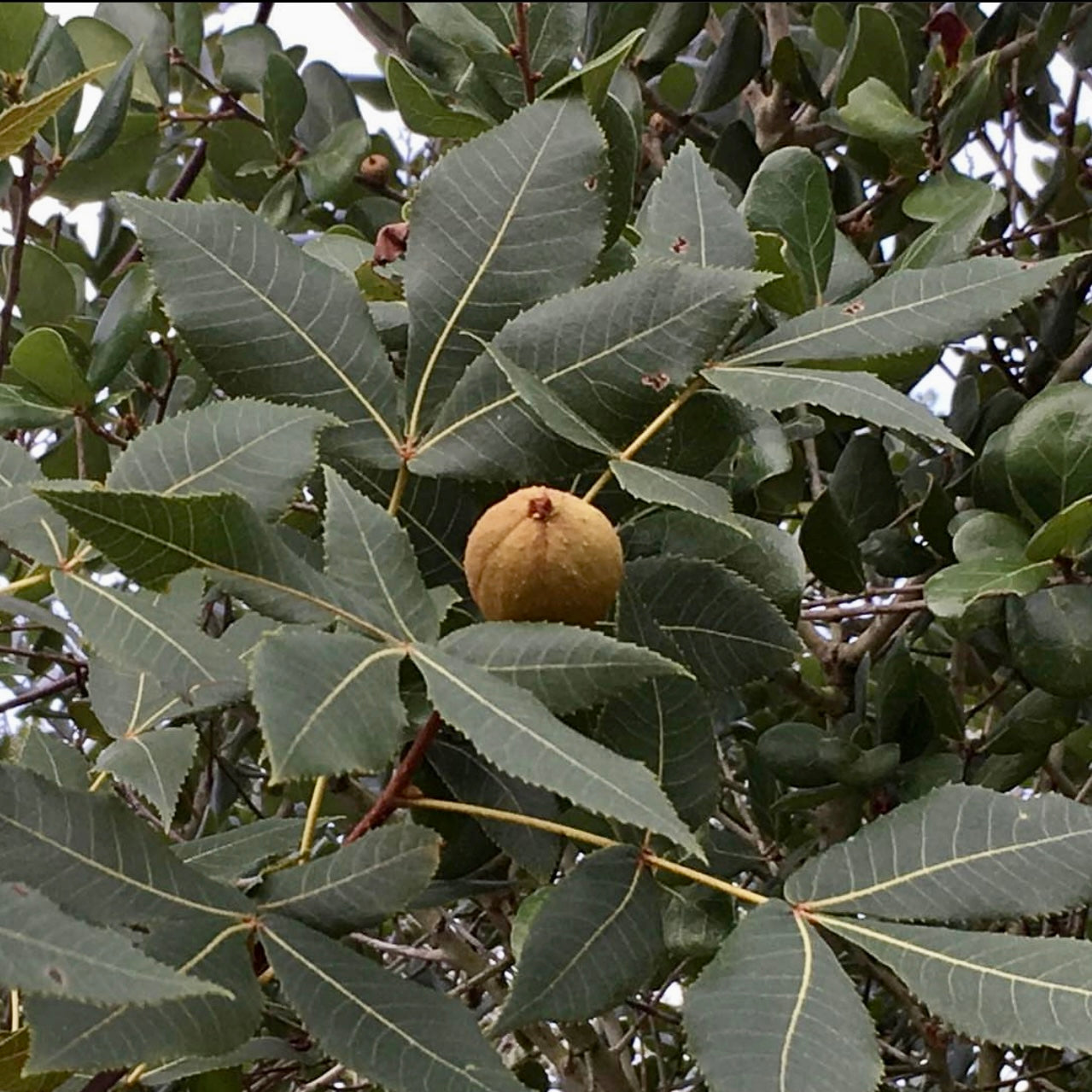 Pignut Hickory (Carya glabra)