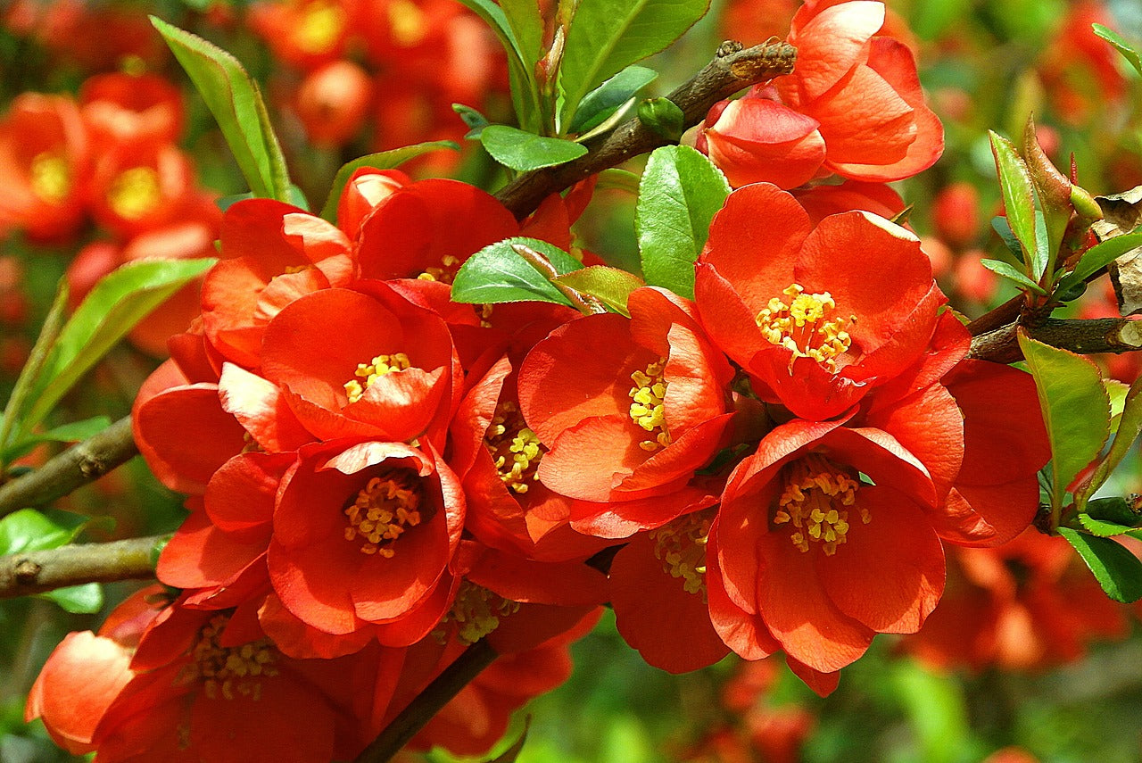 Flowering Quince (Chaenomeles speciosa)