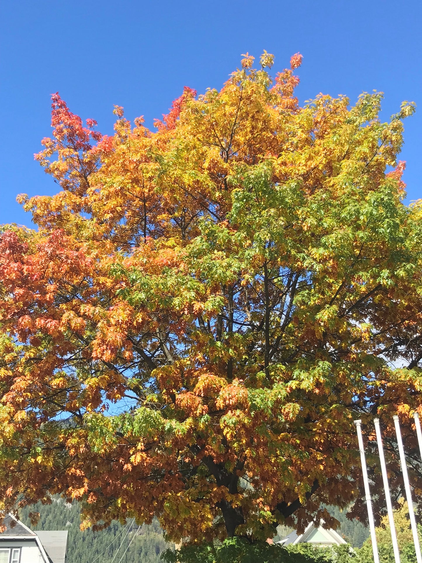Chêne rouge (Quercus rubra)