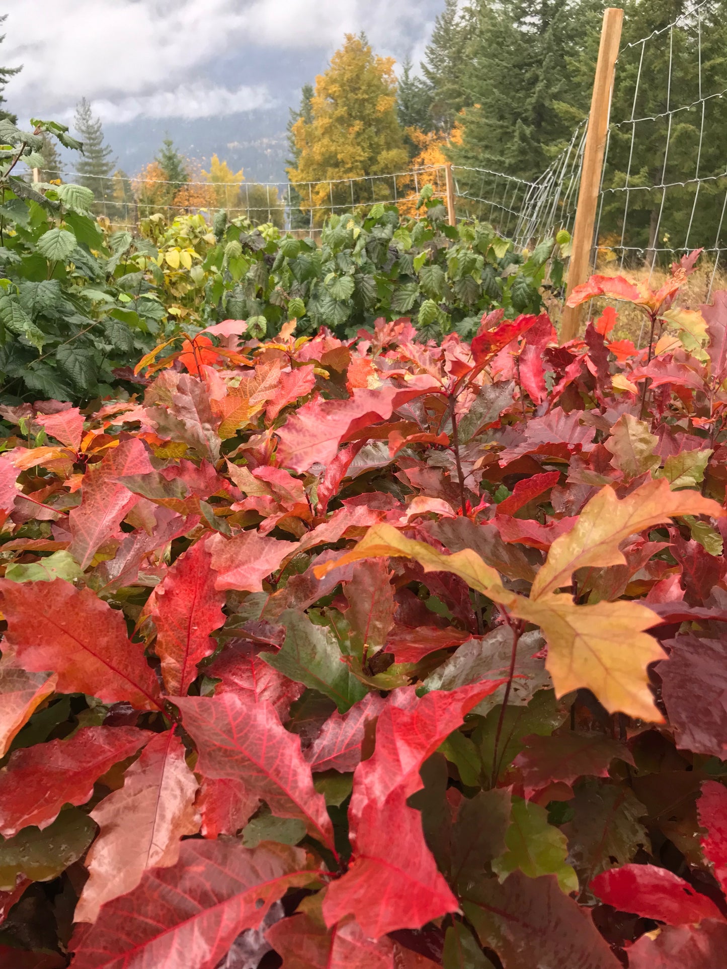 Chêne rouge (Quercus rubra)