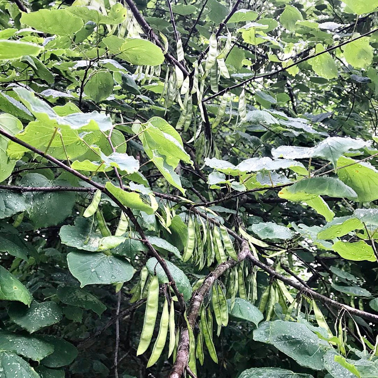 Cercis du Canada (Cercis canadensis)