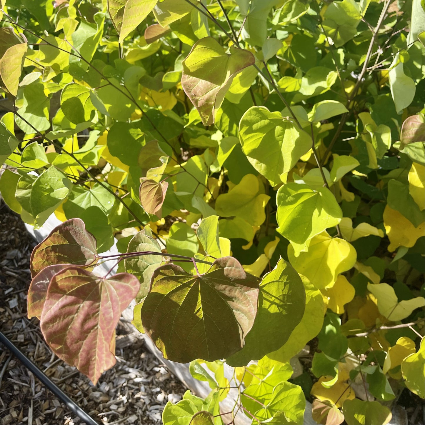 Eastern Red Bud (Cercis canadensis)