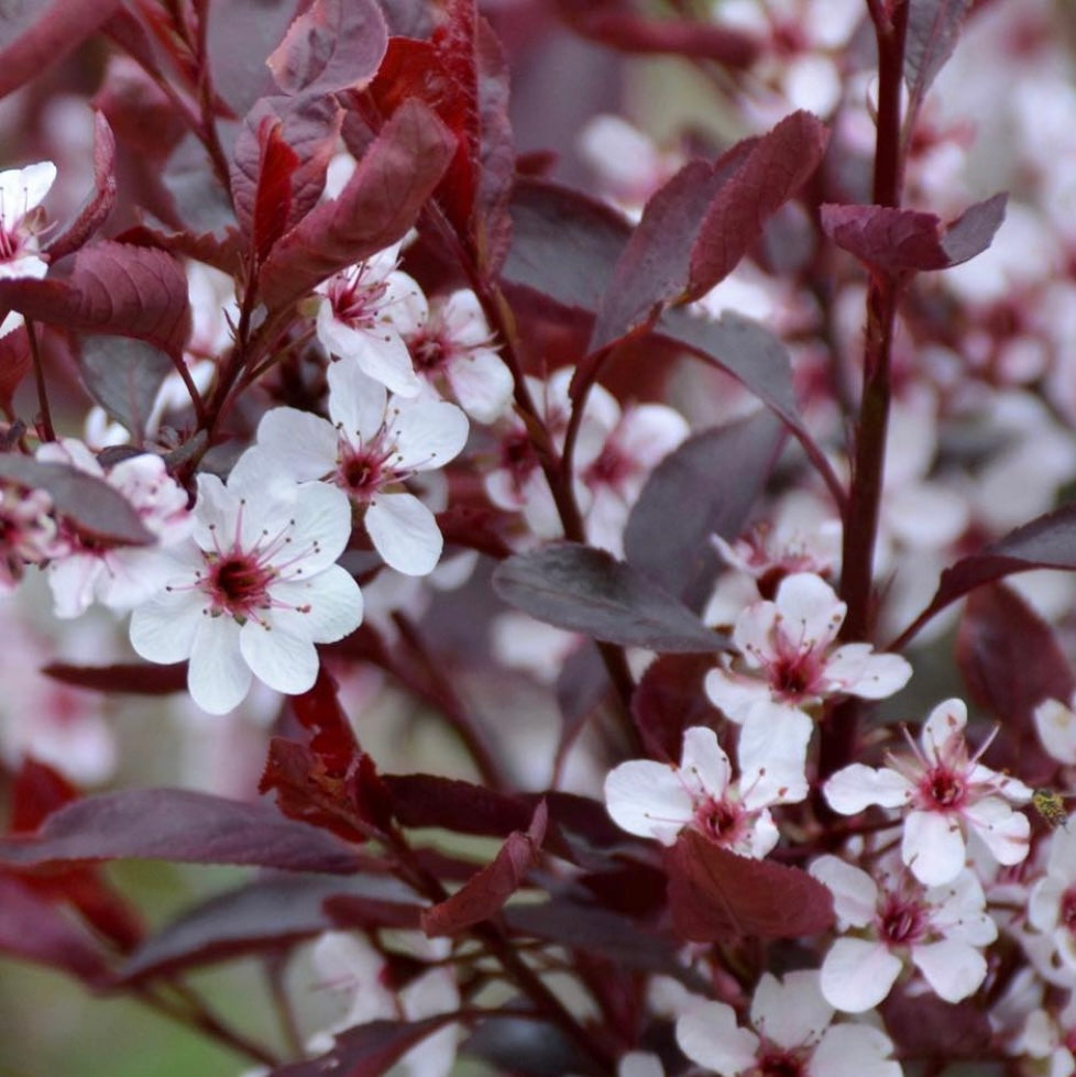 Sand Cherry (Prunus pumila)