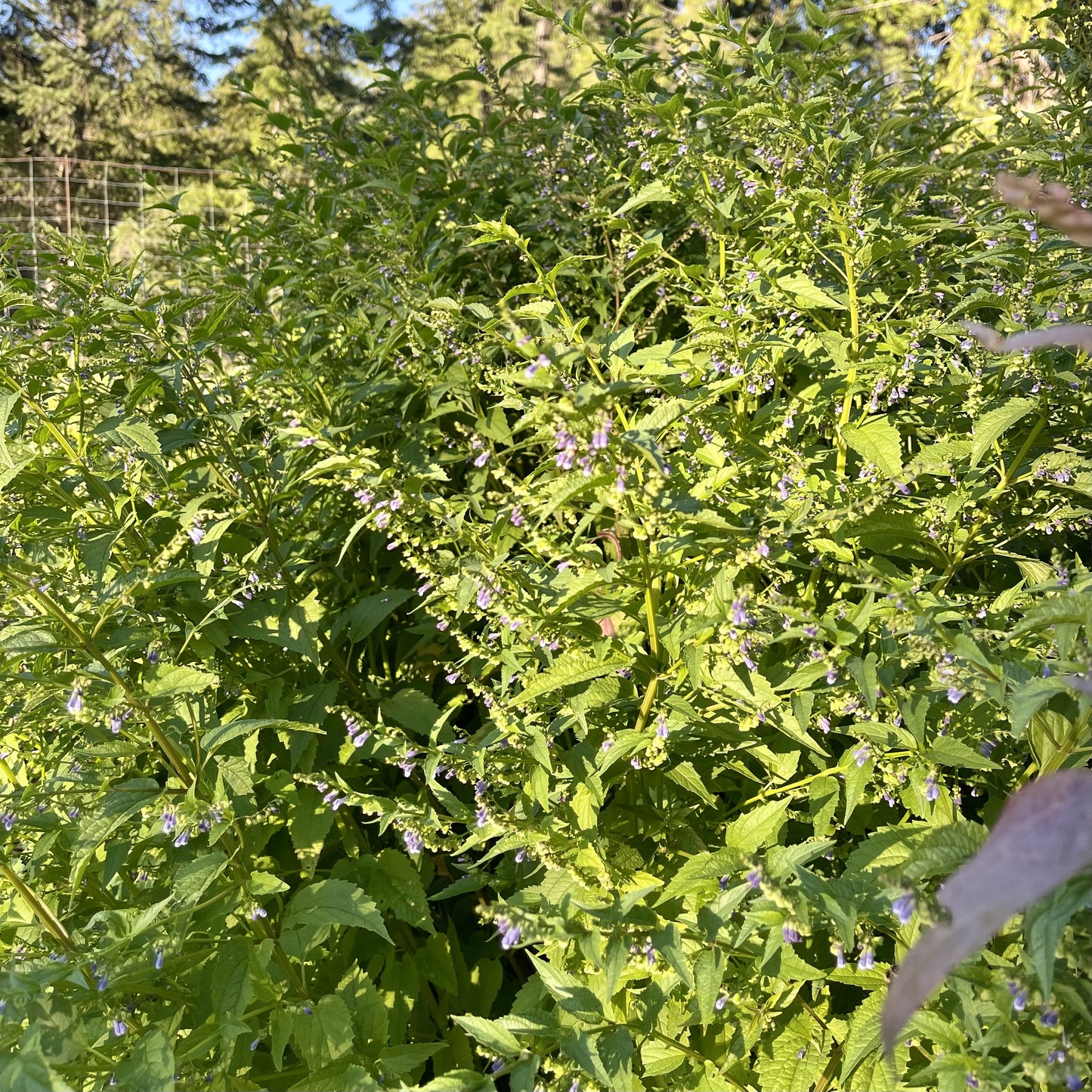 Blue Skullcap (Scutellaria lateriflora)