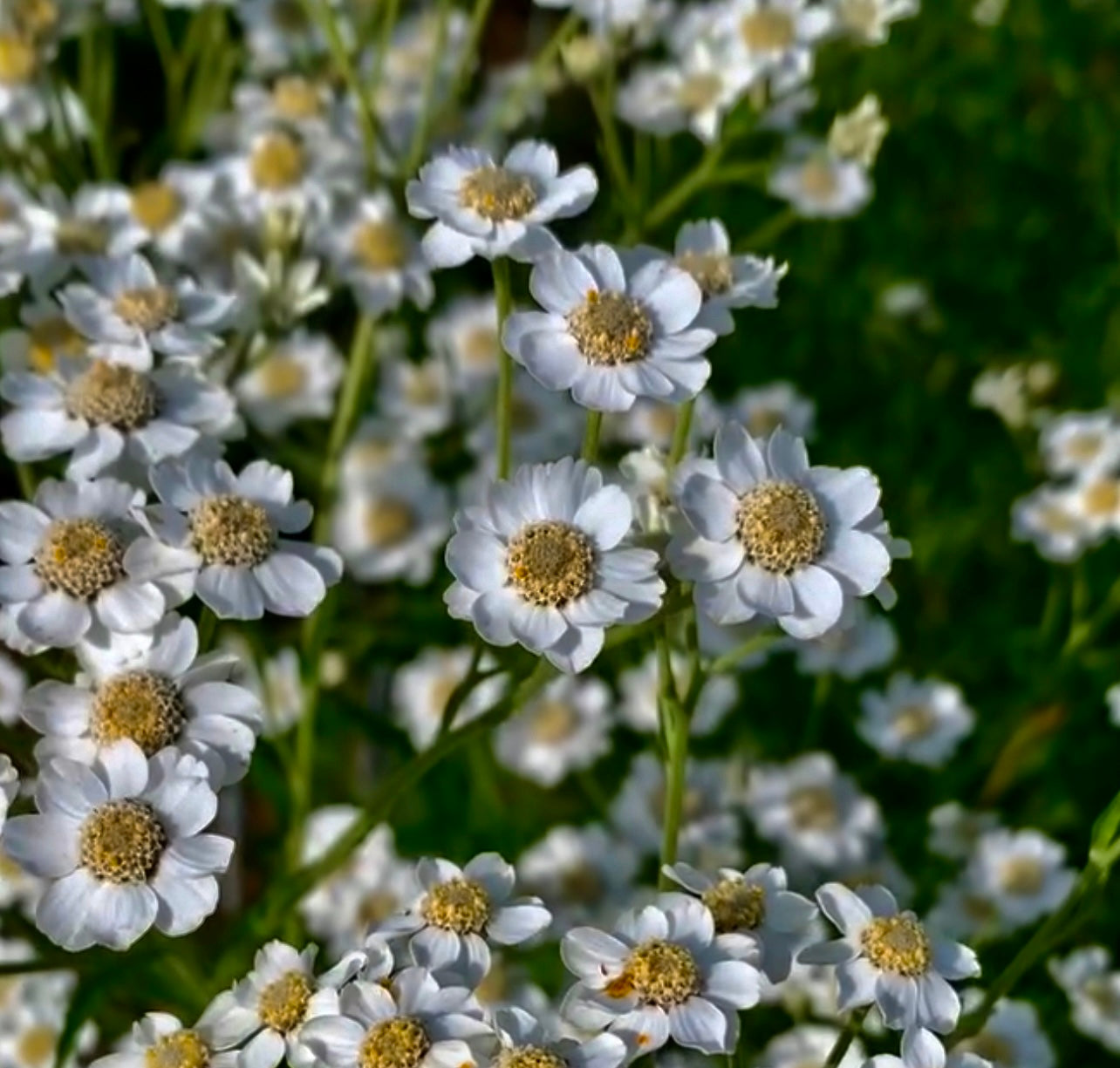 Éternuement (Achillea ptarmica)
