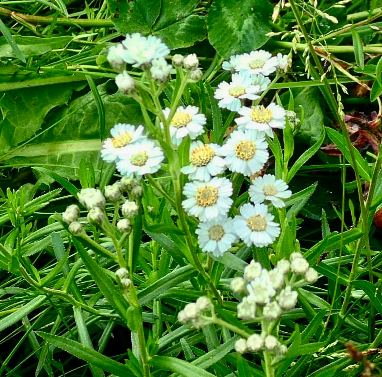 Éternuement (Achillea ptarmica)