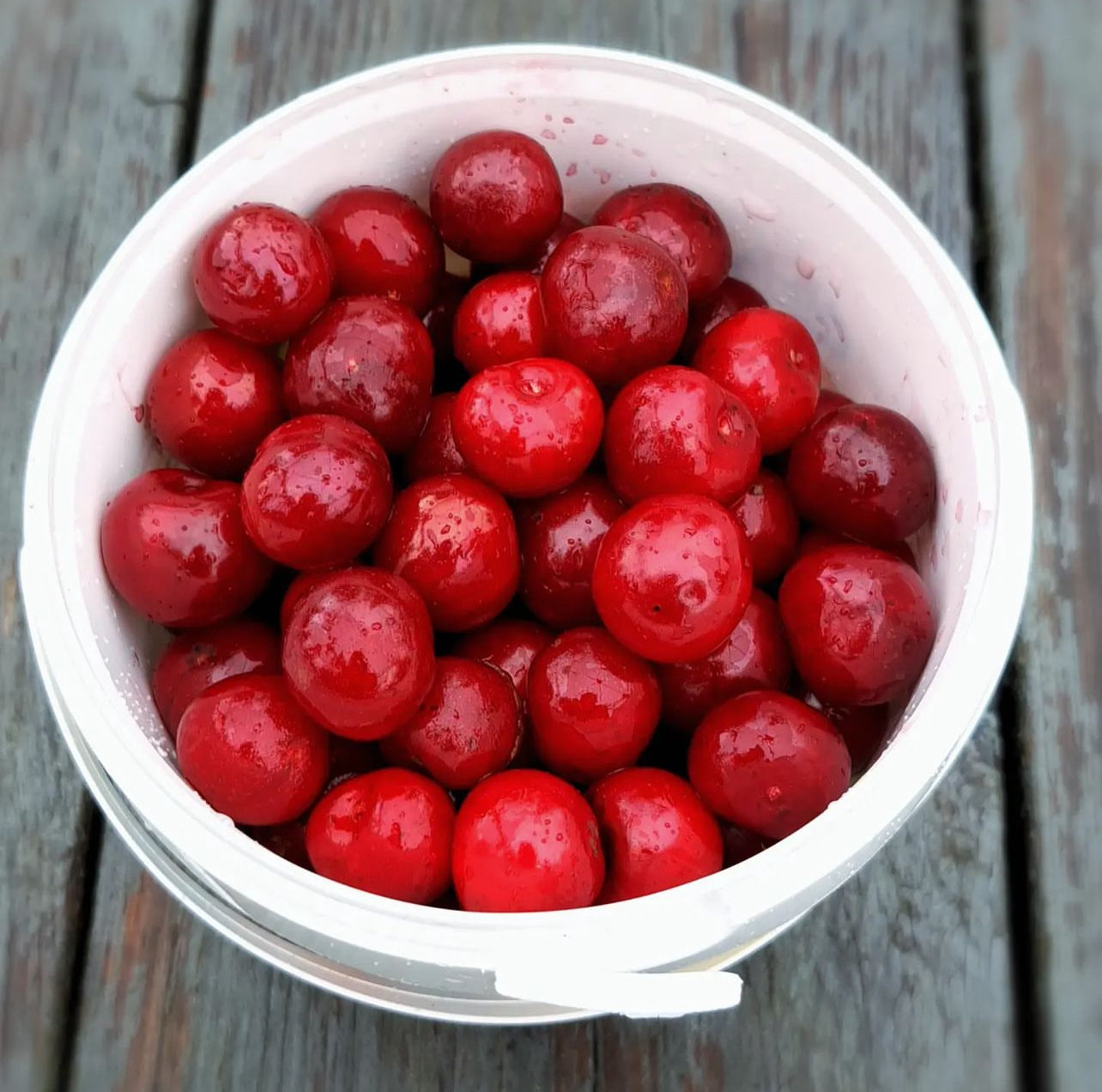 Sour Cherry (Prunus cerasus)